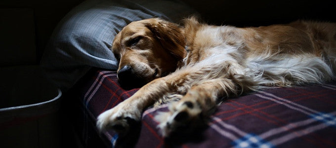 Michael Whalen's Tips on How to Fall Asleep - Part One